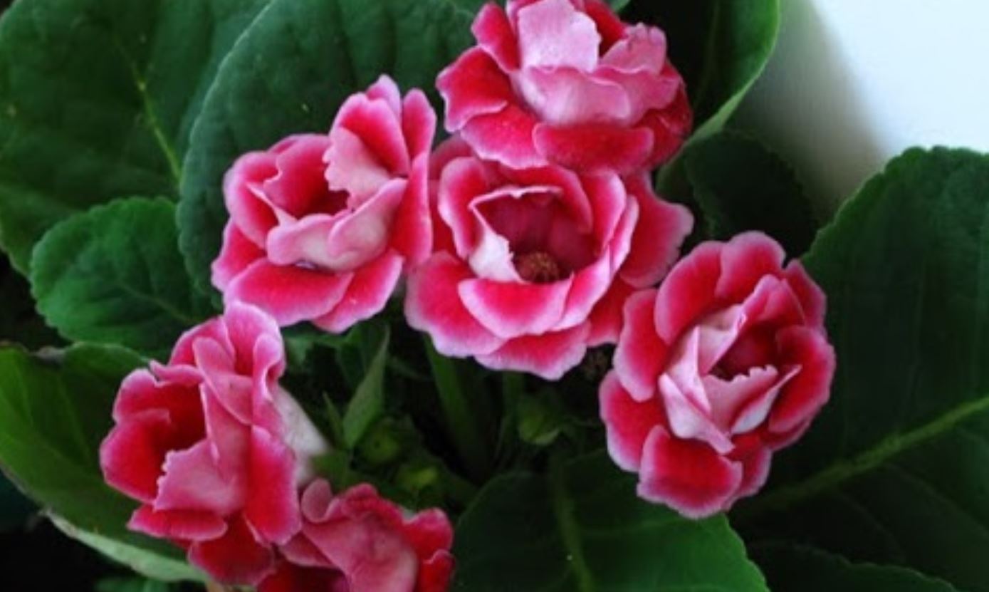 Nguồn gốc c&acirc;y Hoa Tử La Lan